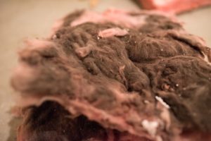 moldy fiberglass insulation in basement finishing
