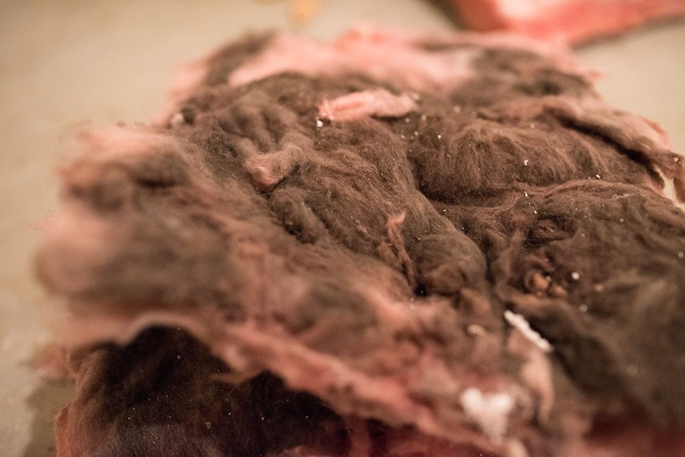 moldy fiberglass insulation in basement finishing