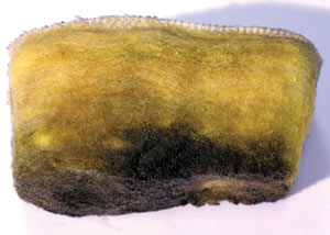 fiberglass insulation becomes soaked with mold
